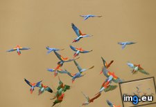 Tags: flying, macaws, national, peru, reserve, river, tambopata (Pict. in Beautiful photos and wallpapers)