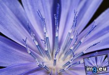 Tags: chicory, flower, macro (Pict. in Beautiful photos and wallpapers)