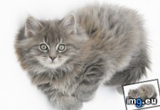 Tags: coon, kitten, maine (Pict. in Beautiful photos and wallpapers)