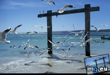 Tags: mainland, seagulls (Pict. in National Geographic Photo Of The Day 2001-2009)
