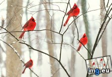 Tags: alamy, cardinals, male, northern, snow (Pict. in December 2012 HD Wallpapers)