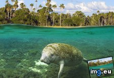 Tags: crystal, florida, manatee, river (Pict. in Beautiful photos and wallpapers)