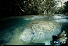 Tags: manatee, mermaid (Pict. in National Geographic Photo Of The Day 2001-2009)
