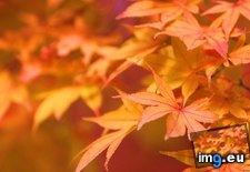 Tags: leaves, maple (Pict. in 1920x1200 wallpapers HD)