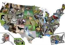 Tags: 1513x983, bird, real, state (Pict. in My r/MAPS favs)