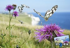 Tags: butterflies, dorset, england, marbled, white (Pict. in Beautiful photos and wallpapers)