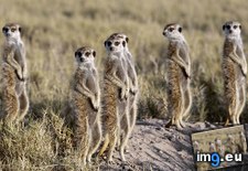 Tags: botswana, kalahari, meerkat, northern, pack (Pict. in Beautiful photos and wallpapers)