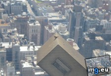 Tags: bee, building, empire, fly, high, state, top (Pict. in My r/MILDLYINTERESTING favs)