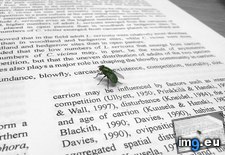 Tags: academic, blowflies, blowfly, landed, paper, reading, was (Pict. in My r/MILDLYINTERESTING favs)