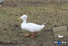 Tags: afro, duck (Pict. in My r/MILDLYINTERESTING favs)