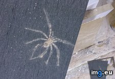 Tags: board, covered, dust, landed, left, mark, spider, work (Pict. in My r/MILDLYINTERESTING favs)