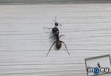 Tags: ant, heads, two (Pict. in My r/MILDLYINTERESTING favs)