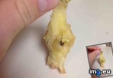 Tags: apple, growing, was (Pict. in My r/MILDLYINTERESTING favs)