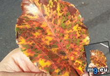 Tags: exceptional, fall, leaf (Pict. in My r/MILDLYINTERESTING favs)
