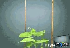 Tags: beanstalk, finding, grow, support (GIF in My r/MILDLYINTERESTING favs)