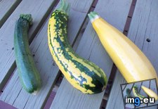 Tags: cross, plants, pollination, squash, yellow, zucchini (Pict. in My r/MILDLYINTERESTING favs)