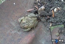 Tags: for, hibernation, preparing, toad, work, yard (Pict. in My r/MILDLYINTERESTING favs)