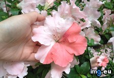 Tags: flower, garden, pink, white (Pict. in My r/MILDLYINTERESTING favs)