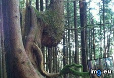 Tags: beggar, forest (Pict. in My r/MILDLYINTERESTING favs)