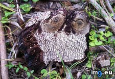 Tags: owl, stump (Pict. in My r/MILDLYINTERESTING favs)