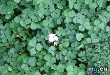 Tags: albino, clover (Pict. in My r/MILDLYINTERESTING favs)