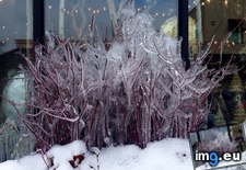 Tags: canada, frozen, plant, toronto (Pict. in My r/MILDLYINTERESTING favs)