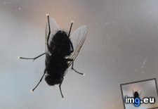Tags: black, did, expect, feet, fly, not (Pict. in My r/MILDLYINTERESTING favs)