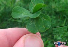 Tags: clover, leaf (Pict. in My r/MILDLYINTERESTING favs)
