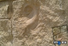 Tags: ammonite, fossil, target, wall (Pict. in My r/MILDLYINTERESTING favs)