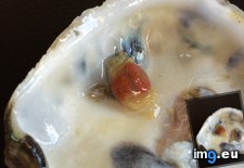 Tags: crab, oyster, tiny (Pict. in My r/MILDLYINTERESTING favs)