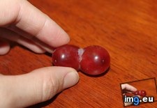 Tags: conjoined, grapes (Pict. in My r/MILDLYINTERESTING favs)