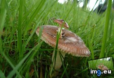 Tags: growing, interesting, mildly, mushroom, tiny, top (Pict. in My r/MILDLYINTERESTING favs)