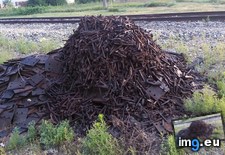 Tags: giant, morning, pile, railroad, spikes, walk (Pict. in My r/MILDLYINTERESTING favs)