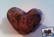 Tags: fused, heart, kind, one, potatoes, two (Pict. in My r/MILDLYINTERESTING favs)