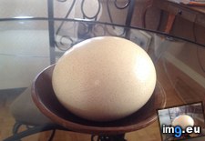 Tags: egg, house, old, ostrich, parents, years (Pict. in My r/MILDLYINTERESTING favs)