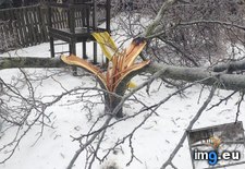 Tags: backyard, ice, pieces, split, storm, tree (Pict. in My r/MILDLYINTERESTING favs)