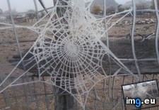 Tags: icy, web (Pict. in My r/MILDLYINTERESTING favs)
