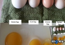 Tags: egg, farm, sizes, small (Pict. in My r/MILDLYINTERESTING favs)