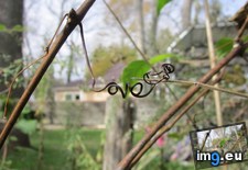 Tags: love, vine (Pict. in My r/MILDLYINTERESTING favs)