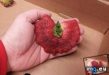 Tags: fused, multiple, one, strawberries (Pict. in My r/MILDLYINTERESTING favs)