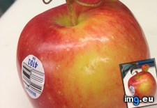 Tags: apple, conjoined, runt (Pict. in My r/MILDLYINTERESTING favs)