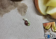 Tags: apple, cut, morning, sprouting, was (Pict. in My r/MILDLYINTERESTING favs)