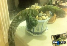 Tags: adopted, cactus, phallus, shape (Pict. in My r/MILDLYINTERESTING favs)
