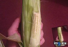 Tags: corn, growing, had, smaller (Pict. in My r/MILDLYINTERESTING favs)