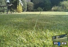 Tags: blade, dad, grass, lawn, missed, mowing, one (Pict. in My r/MILDLYINTERESTING favs)