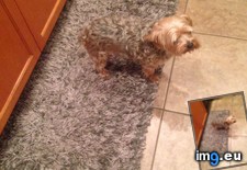 Tags: blends, dog, rug (Pict. in My r/MILDLYINTERESTING favs)