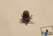 Tags: dog, tick (Pict. in My r/MILDLYINTERESTING favs)