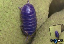 Tags: bug, friend, pill, pollie, potato, purple, rollie (Pict. in My r/MILDLYINTERESTING favs)