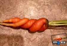 Tags: carrot, friend, grew, helix (Pict. in My r/MILDLYINTERESTING favs)