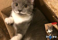 Tags: cat, friend, mustache (Pict. in My r/MILDLYINTERESTING favs)